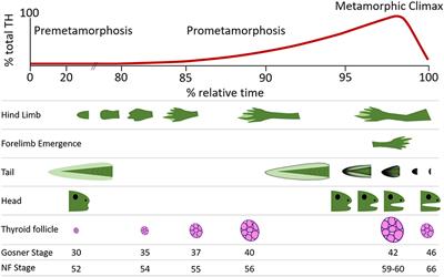 Contaminant and Environmental Influences on Thyroid Hormone Action in Amphibian Metamorphosis